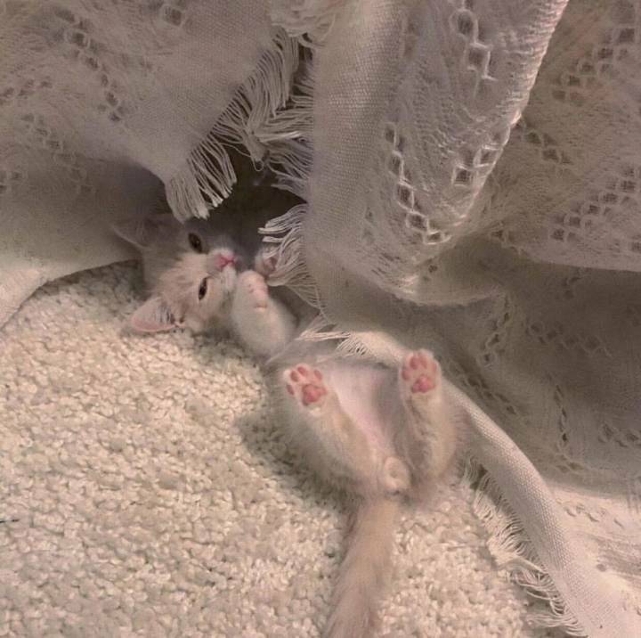 【抖音核爆 BGM】全程 140 中英文热单炸场包【双语混搭 / 短视频爆款 / 夜店高潮专用】